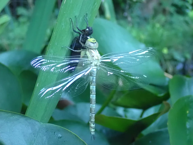Aeshna cyanea - sebes karcsúacsa Aeshna cyanea - sebes karcsúacsa