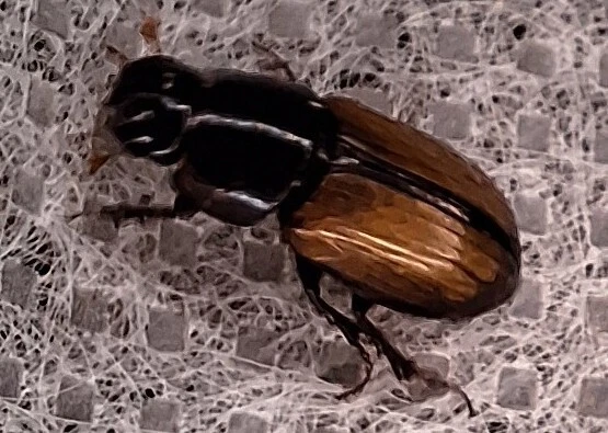 Aphodius merdarius - szegélyes trágyabogár