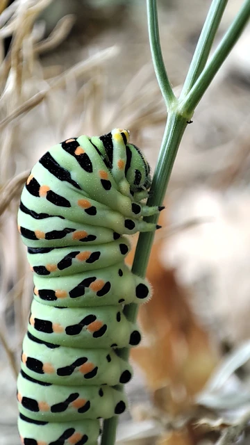Papilio machaon - fecskefarkú lepke
