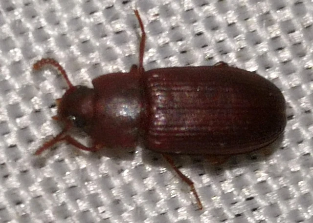 Cynaeus angustus - kukoricarontó gyászbogár