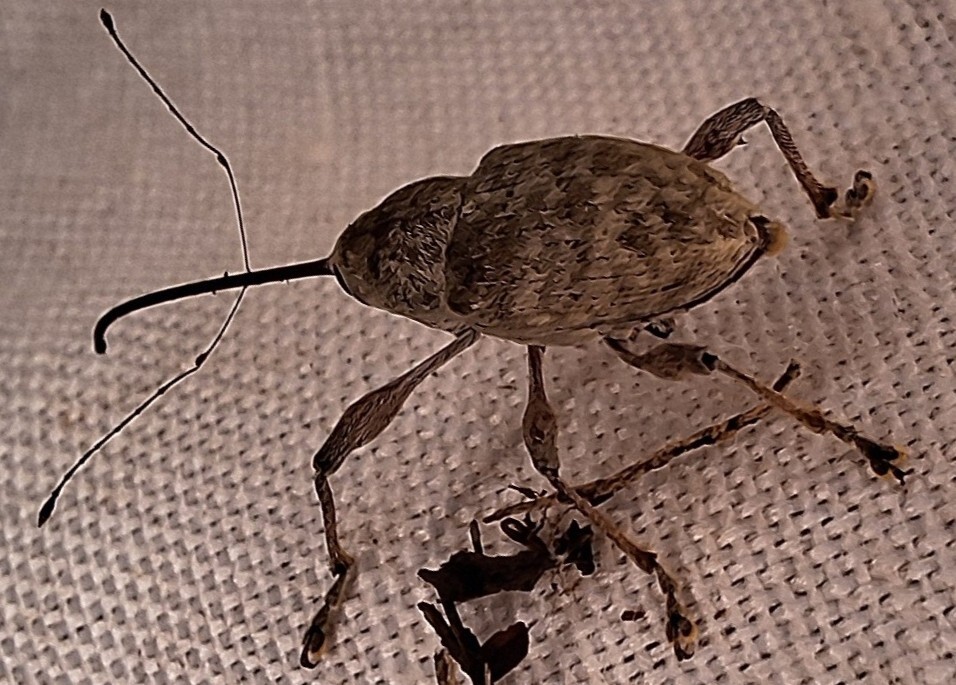Curculio elephas - gesztenyezsuzsóka