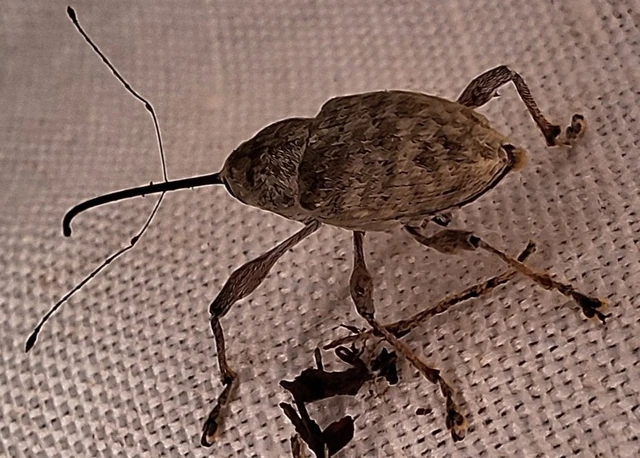 Curculio elephas - gesztenyezsuzsóka