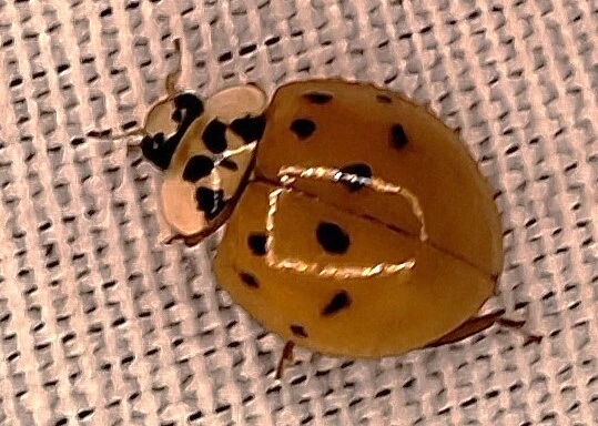 Harmonia axyridis - harlekinkatica