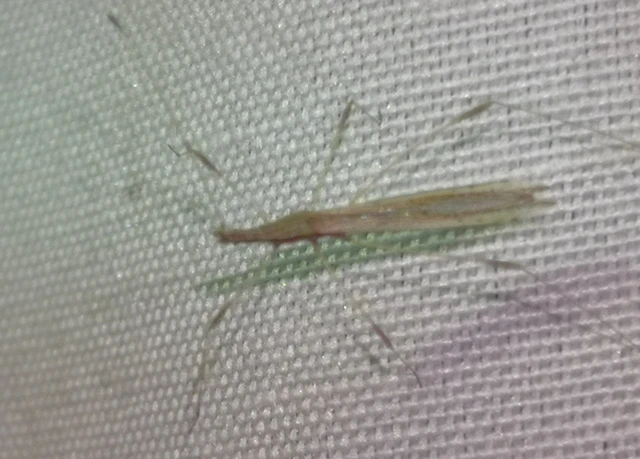 Heteroptera - Poloskák
