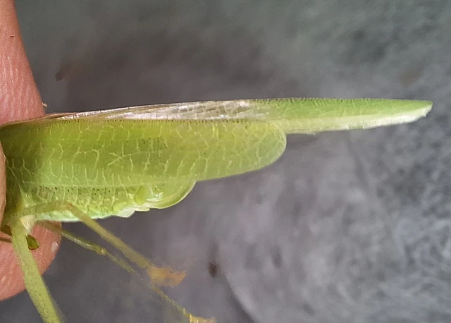 Phaneroptera nana - pontozott repülőszöcske
