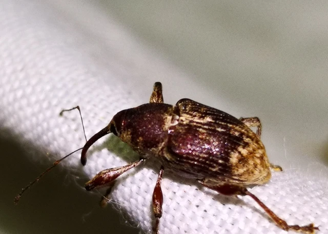 Curculio venosus - tarajos zsuzsóka