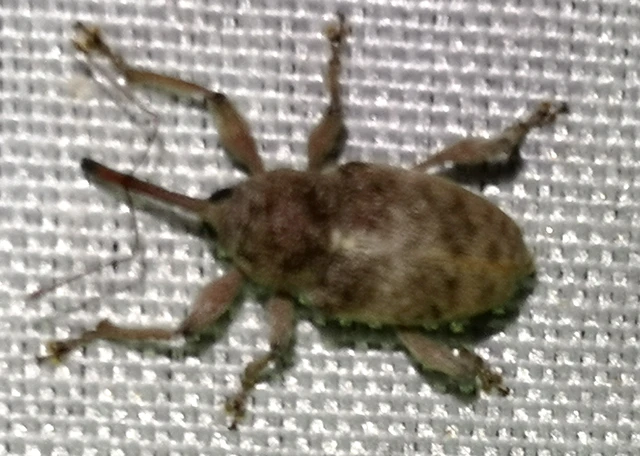 Coleoptera - Bogarak