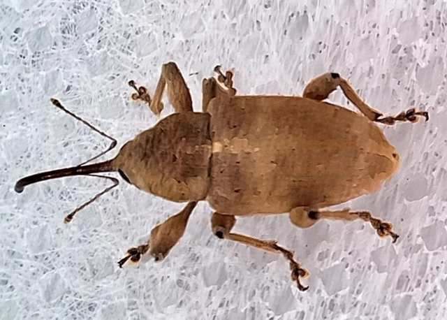 Curculio propinquus - halvány zsuzsóka