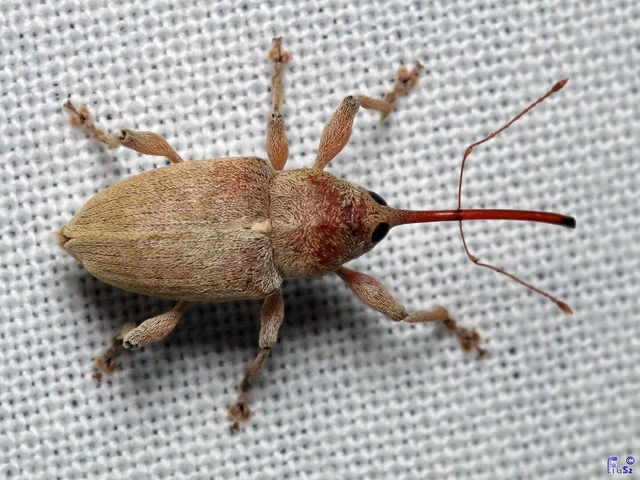 Curculio propinquus - halvány zsuzsóka Curculio propinquus - halvány zsuzsóka