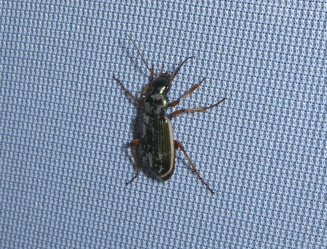 Chlaenius spoliatus - csupasz bűzfutó Chlaenius spoliatus - csupasz bűzfutó