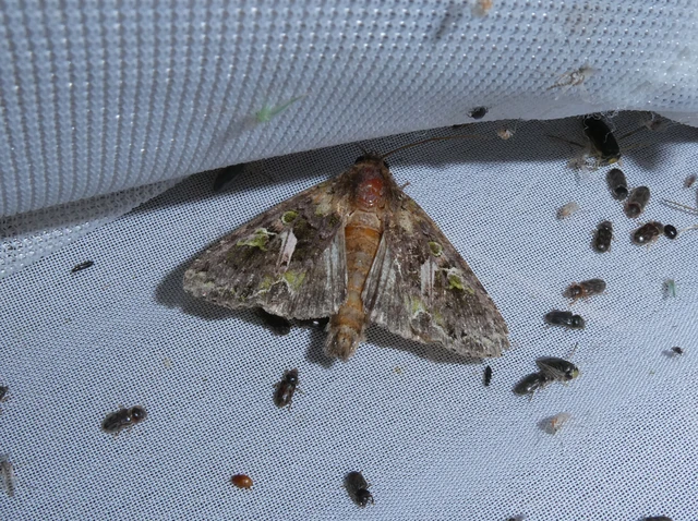 Trachea atriplicis - nyári zöldbagoly