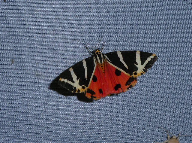 Euplagia quadripunctaria - csíkos medvelepke Euplagia quadripunctaria - csíkos medvelepke