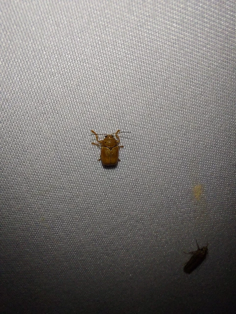 Cryptocephalus octomaculatus - nyolcfoltos zömökbogár