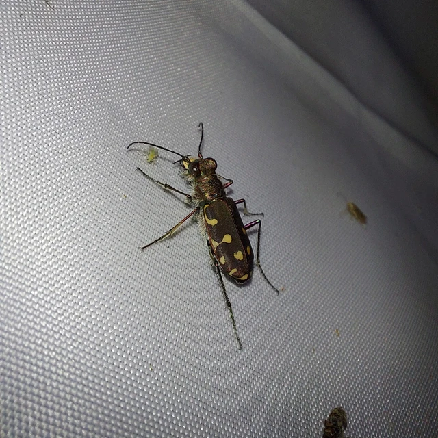 Calomera littoralis nemoralis - sziki homokfutrinka Calomera littoralis nemoralis - sziki homokfutrinka