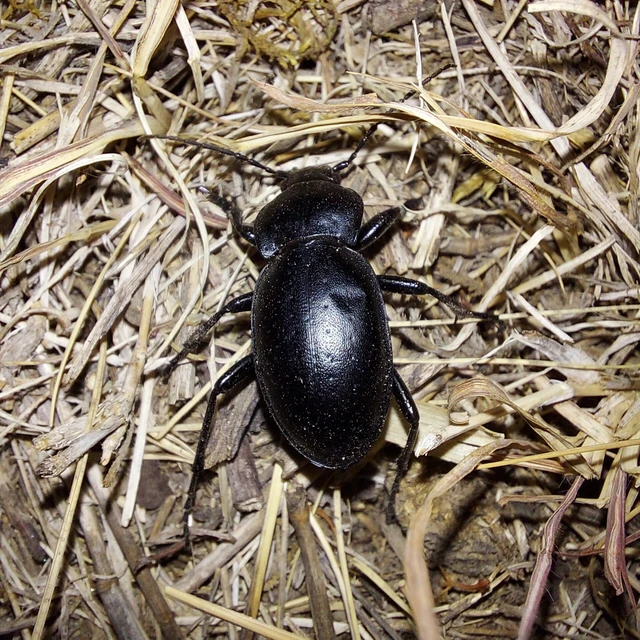 Carabus hungaricus - magyar futrinka Carabus hungaricus - magyar futrinka
