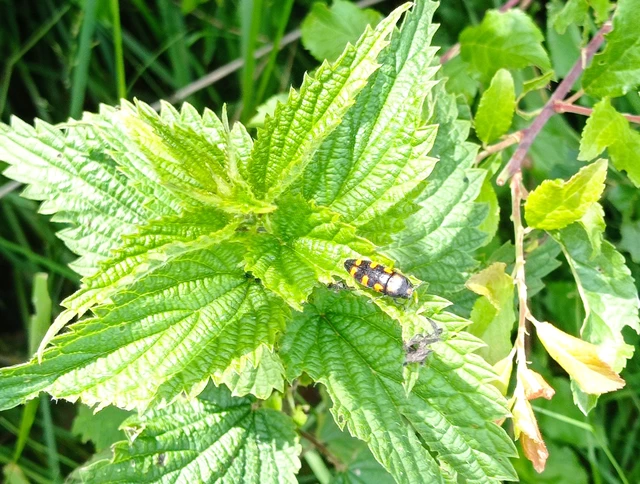 Ptosima undecimmaculata - sárgafoltos díszbogár Ptosima undecimmaculata - sárgafoltos díszbogár