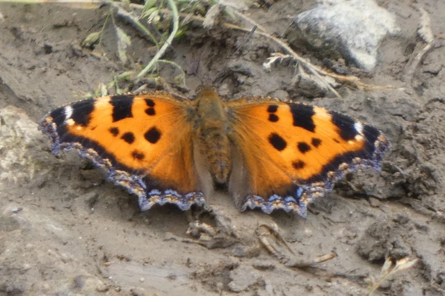 Nymphalis xanthomelas - vörös rókalepke Nymphalis xanthomelas - vörös rókalepke