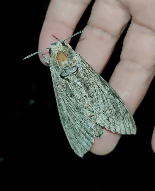 Agrius convolvuli - szulákszender