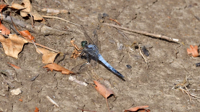 Orthetrum cancellatum - feketefarkú pásztorszitakötő