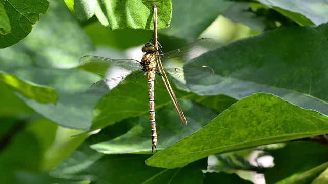 Aeshna cyanea - sebes karcsúacsa Aeshna cyanea - sebes karcsúacsa