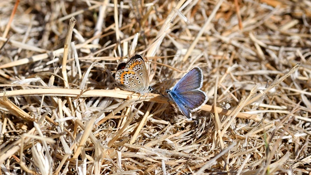Plebejus argus - ezüstös boglárka Plebejus argus - ezüstös boglárka