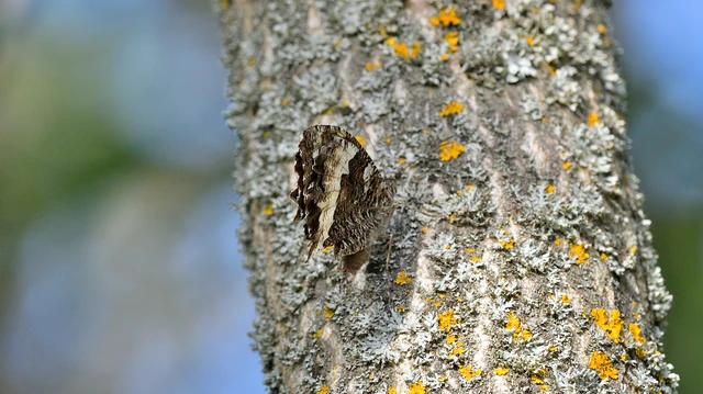 Brintesia circe - fehéröves szemeslepke Brintesia circe - fehéröves szemeslepke