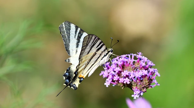 Iphiclides podalirius - kardoslepke