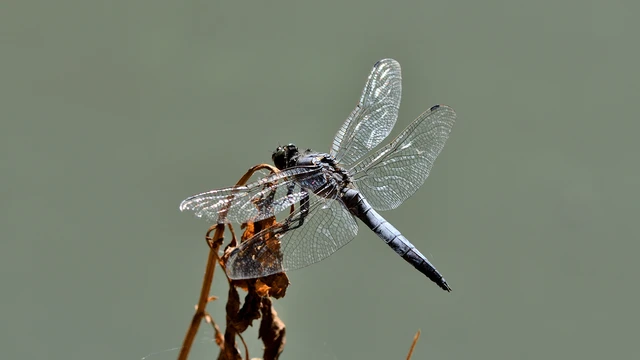Orthetrum cancellatum - feketefarkú pásztorszitakötő