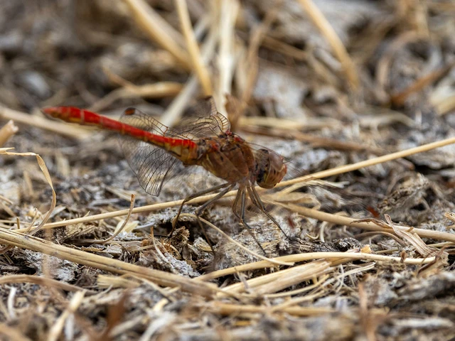 Sympetrum meridionale - fakó katona-szitakötő