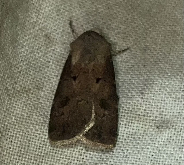 Agrotis exclamationis - felkiáltójeles földibagoly
