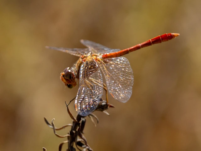 Sympetrum meridionale - fakó katona-szitakötő
