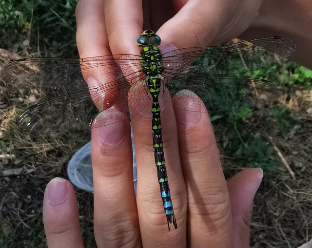 Aeshna cyanea - sebes karcsúacsa Aeshna cyanea - sebes karcsúacsa