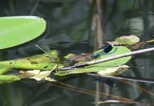 Calopteryx splendens - sávos szitakötő Calopteryx splendens - sávos szitakötő