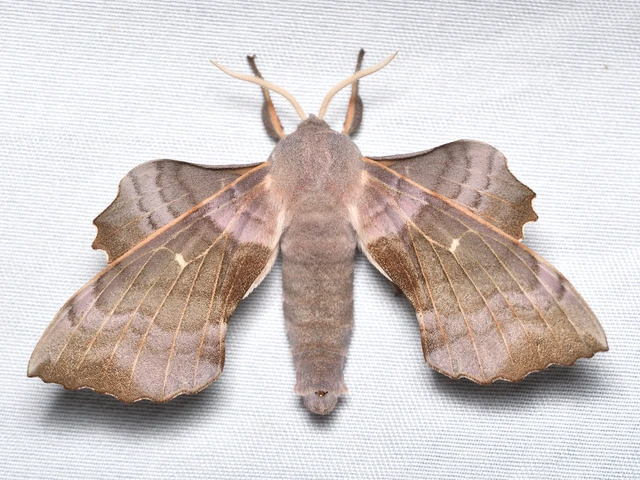 Laothoe populi - nyárfaszender Laothoe populi - nyárfaszender