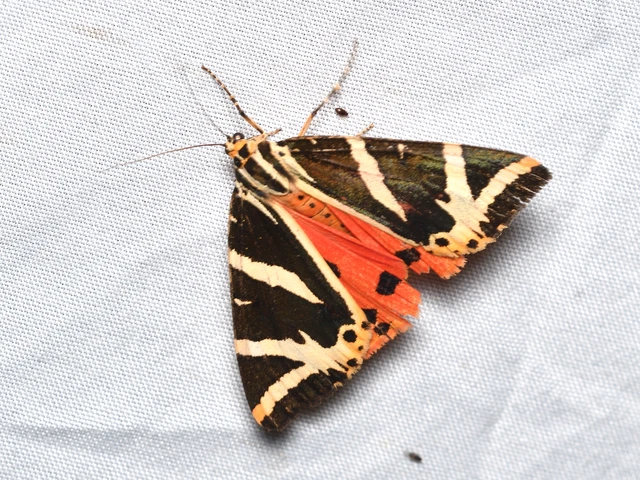Euplagia quadripunctaria - csíkos medvelepke Euplagia quadripunctaria - csíkos medvelepke
