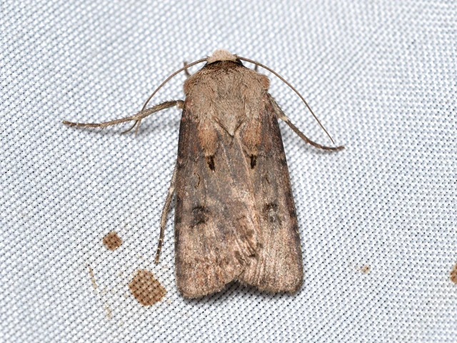 Agrotis exclamationis - felkiáltójeles földibagoly