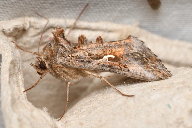 Autographa gamma - gammalepke