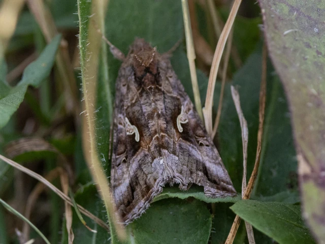 Autographa gamma - gammalepke