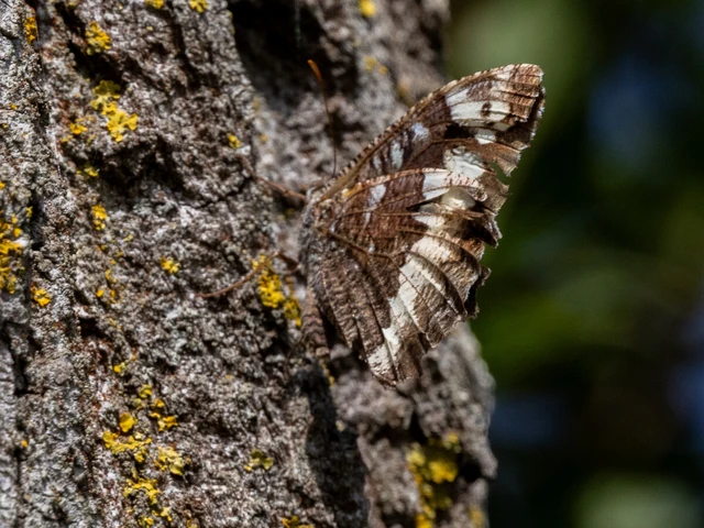 Brintesia circe - fehéröves szemeslepke Brintesia circe - fehéröves szemeslepke