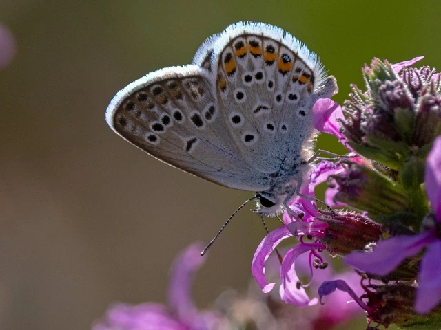 Plebejus argus - ezüstös boglárka Plebejus argus - ezüstös boglárka