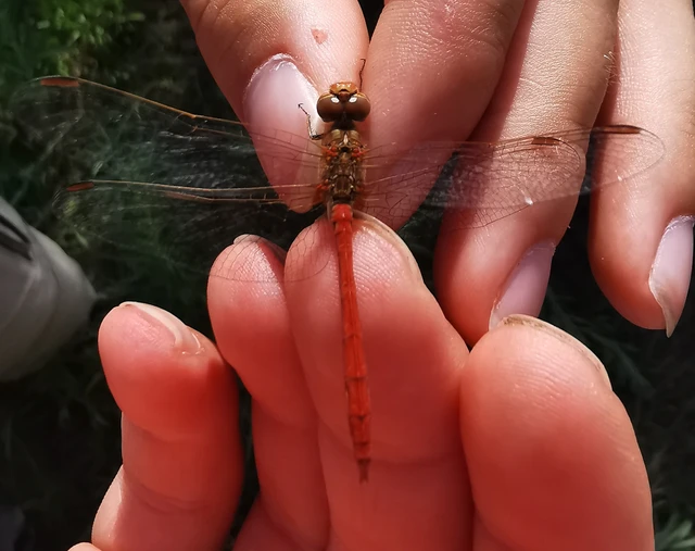Sympetrum meridionale - fakó katona-szitakötő