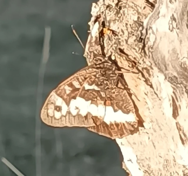 Brintesia circe - fehéröves szemeslepke Brintesia circe - fehéröves szemeslepke