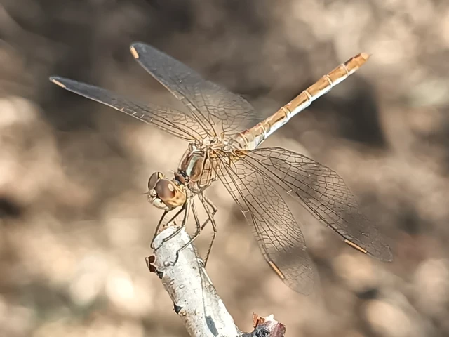 Sympetrum meridionale - fakó katona-szitakötő