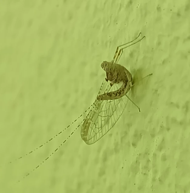Cloeon dipterum - elevenszülő kérész Cloeon dipterum - elevenszülő kérész