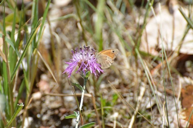 Coenonympha pamphilus - kis szénalepke Coenonympha pamphilus - kis szénalepke