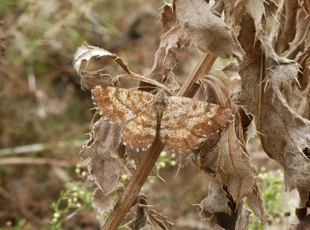 Ematurga atomaria - barna rétiaraszoló