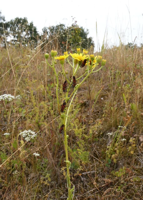 Spilostethus saxatilis - virágbodobács Spilostethus saxatilis - virágbodobács