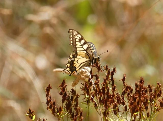 Papilio machaon - fecskefarkú lepke