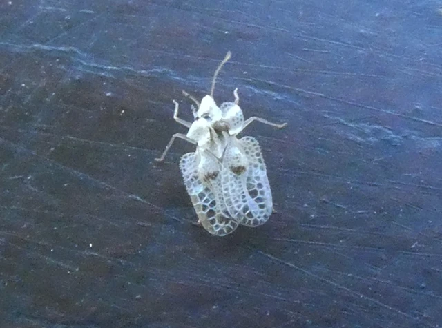 Corythucha ciliata - platán-csipkéspoloska Corythucha ciliata - platán-csipkéspoloska