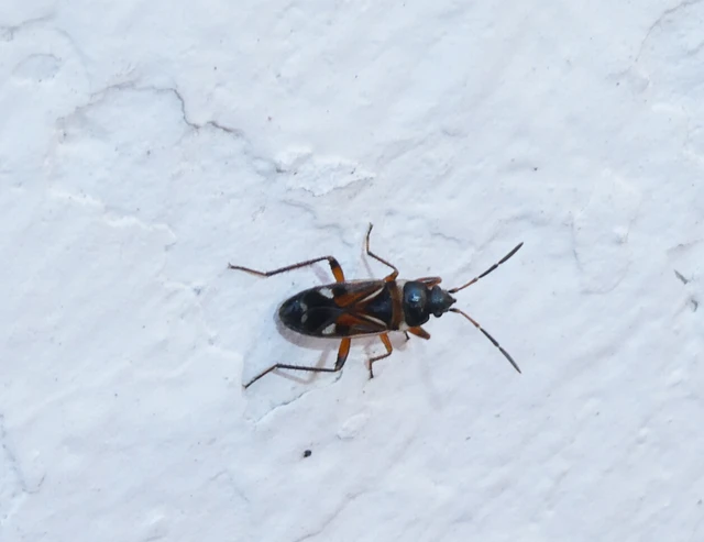 Raglius alboacuminatus - tarka díszesbodobács